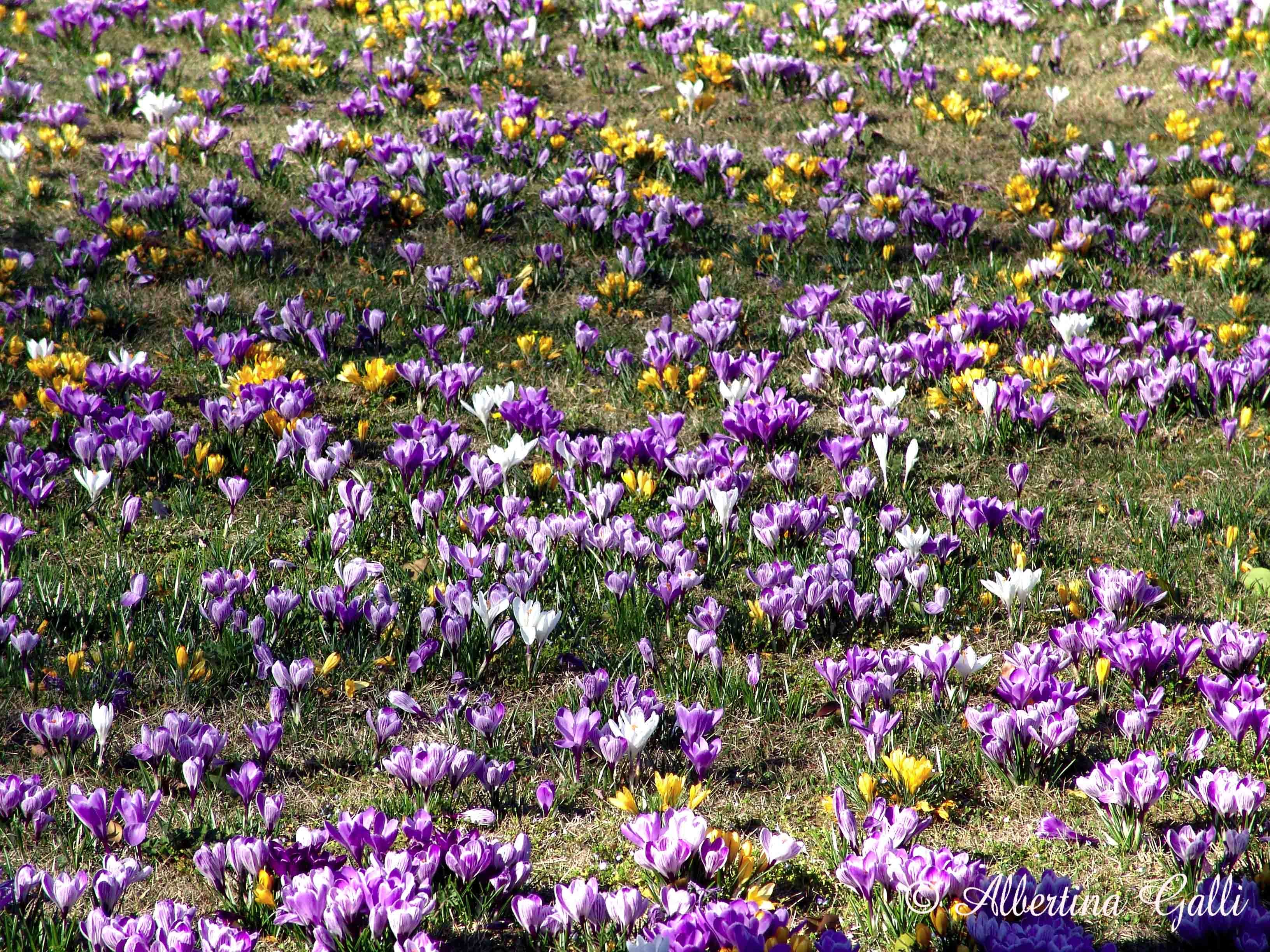 Crocus di Albertina Galli